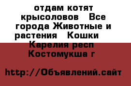 отдам котят крысоловов - Все города Животные и растения » Кошки   . Карелия респ.,Костомукша г.